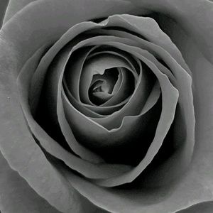 Meet your Posher, Elle